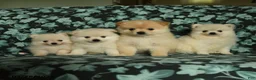 Pomeranian dogs for sale: Tuffy - Ad 3