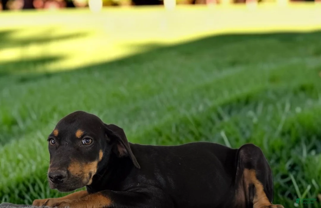 Catahoula Leopard Dog dogs for sale: Gypsie 2026 Female 3 - Ad 2