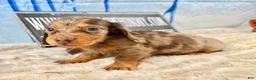 Dachshund dogs for sale: Uno chocolate dapple long coat - Ad 1