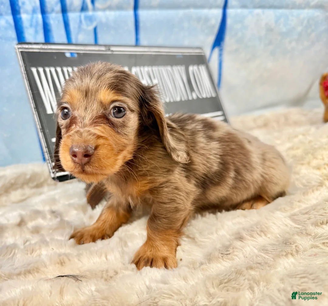 Dachshund dogs for sale: Uno chocolate dapple long coat - Ad 1