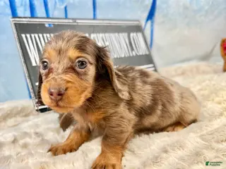 Dachshund dogs Uno chocolate dapple long coat - Ad 27