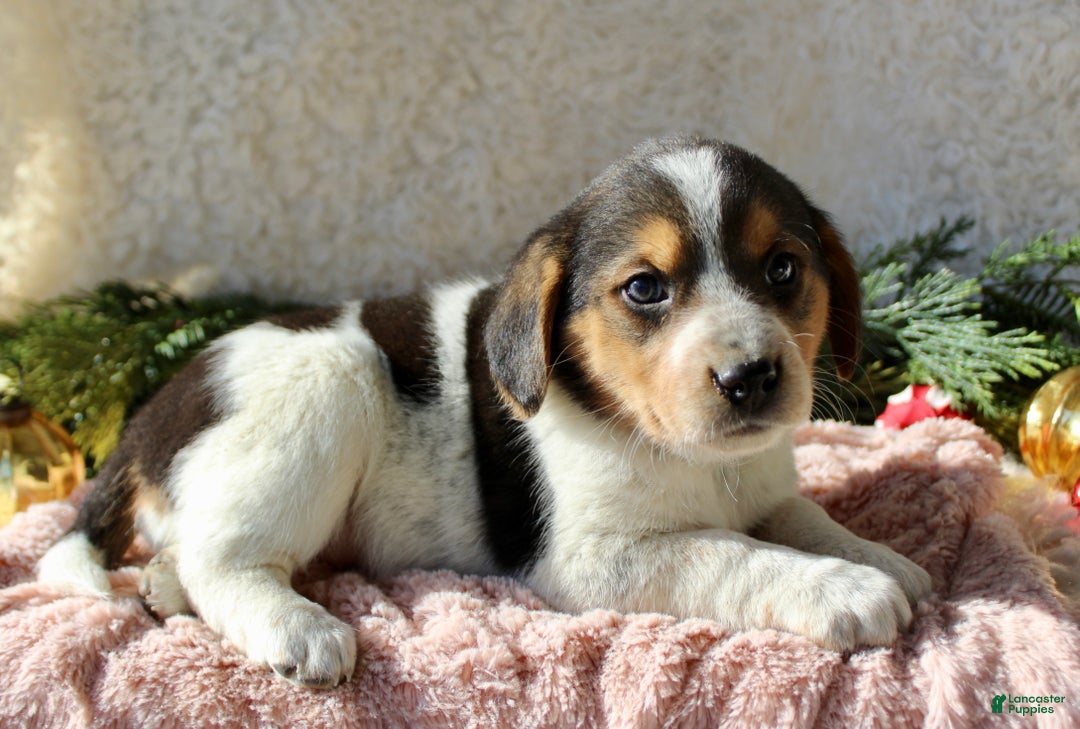 Mixed Breed dogs for sale: Lilly - Ad 2