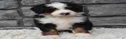 Mini Bernedoodle dogs for sale: Cash  - Ad 8