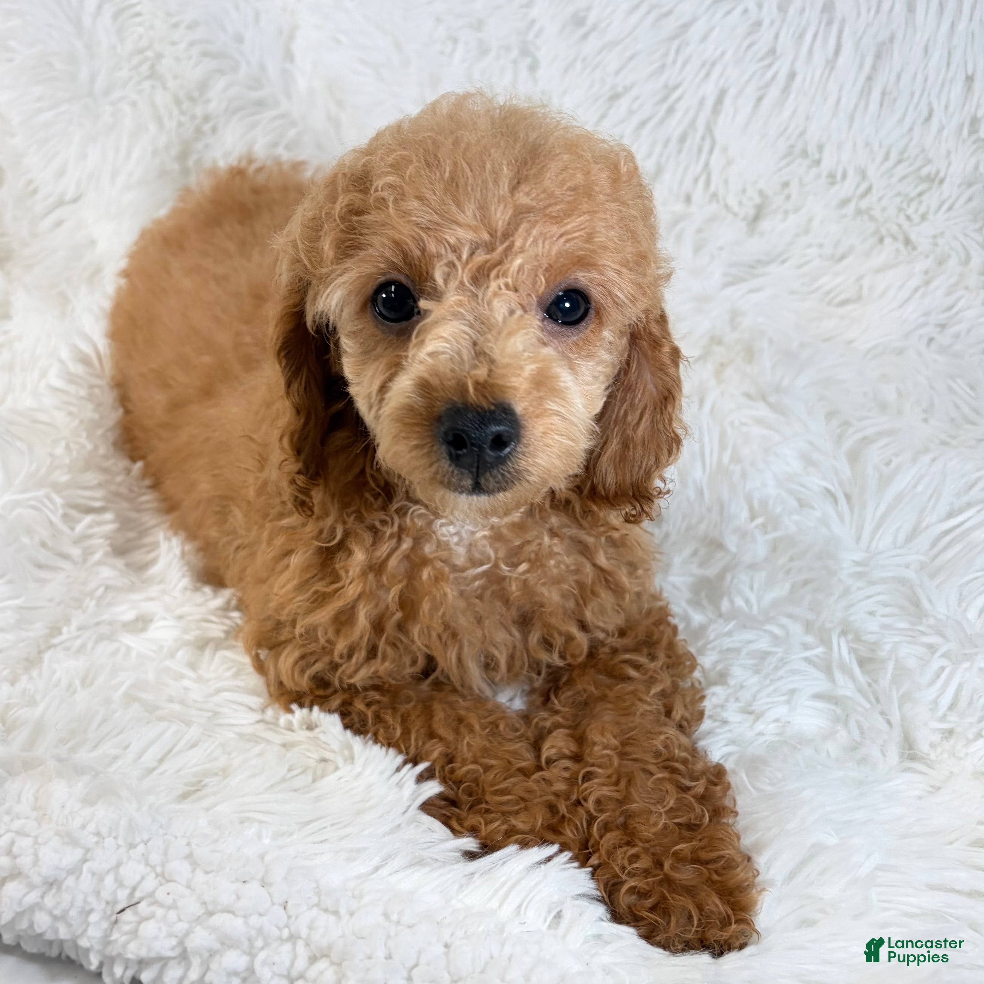 Toy Poodle dogs Bear - Ad 13