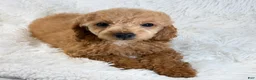 Toy Poodle dogs for sale: Bear - Ad 2