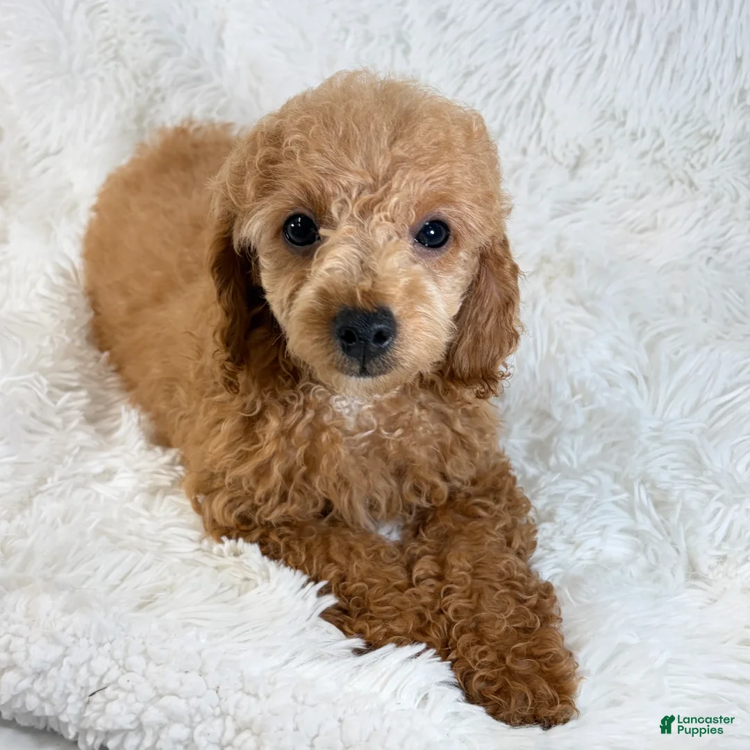 Toy Poodle dogs for sale: Bear - Ad 2