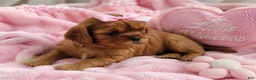 Cavalier King Charles Spaniel dogs for sale: Blaze - Ad 7