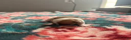 Chihuahua dogs for sale: Lola - Ad 4