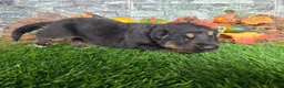 German Shepherd dogs for sale: German Shepherd 1 - Ad 1