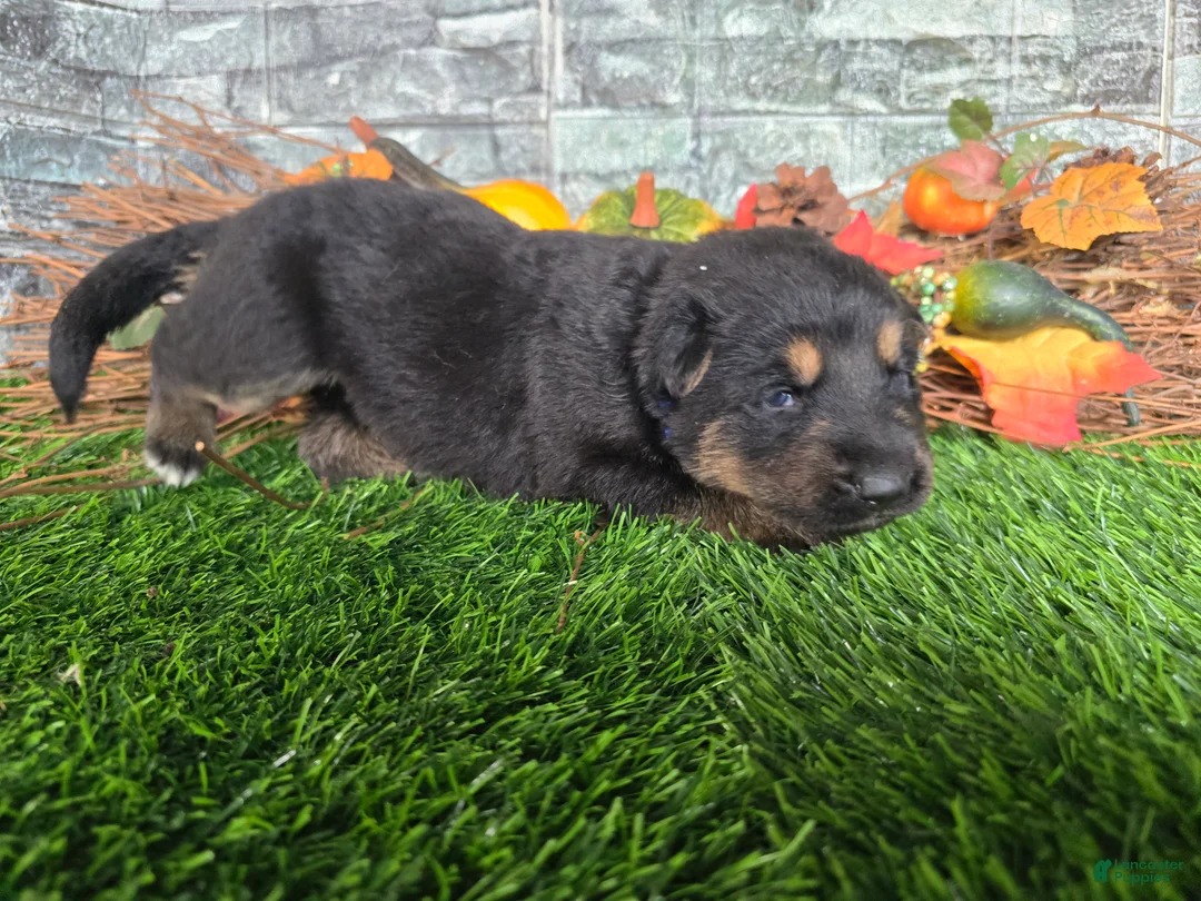 German Shepherd dogs for sale: German Shepherd 1 - Ad 1