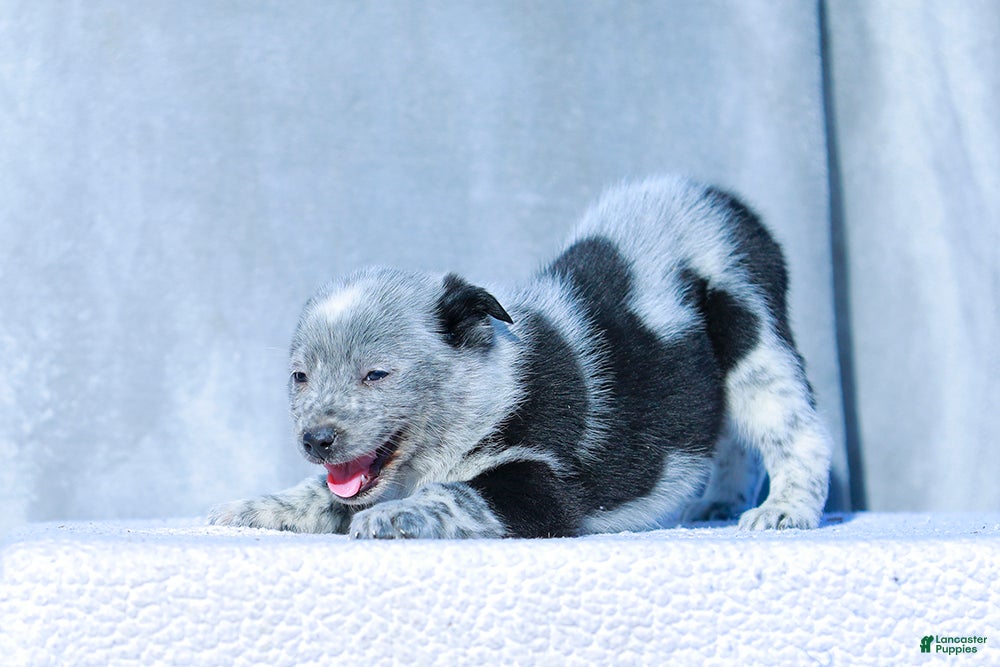 Australian Cattle Dog dogs Noah - Ad 4