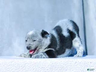 Australian Cattle Dog dogs Noah - Ad 4