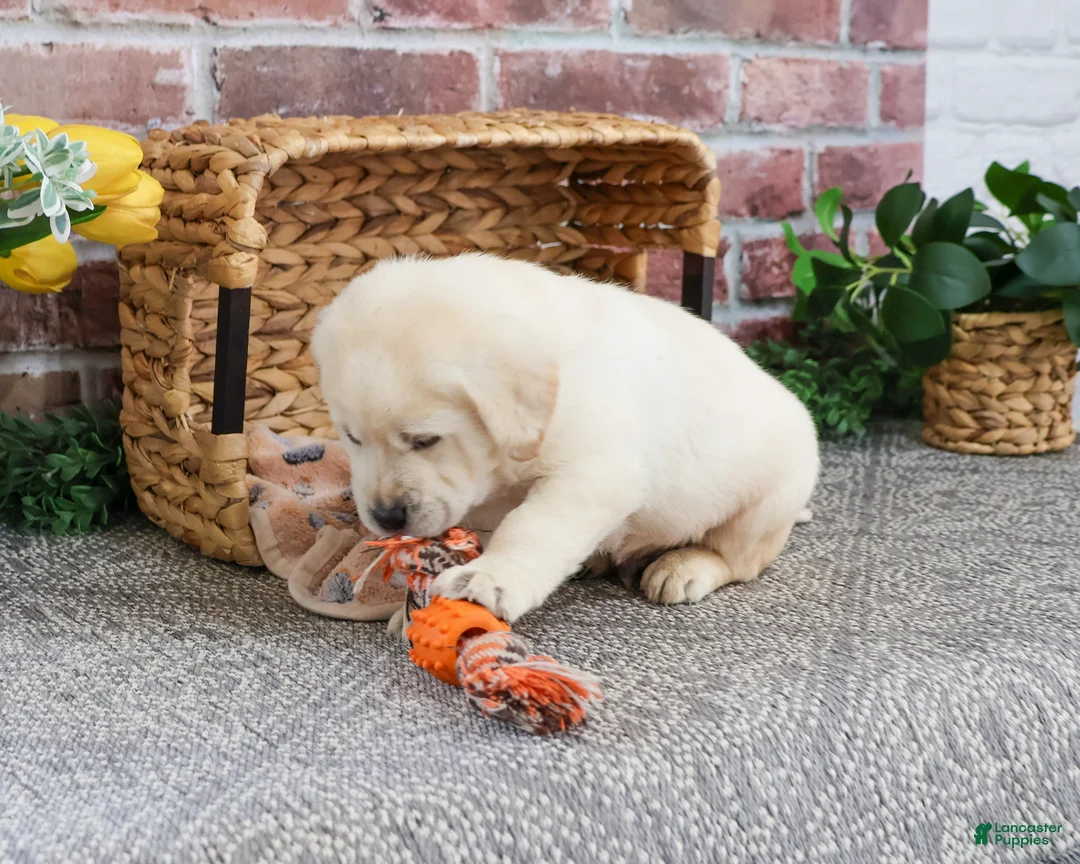 Labrador Retriever dogs for sale: Jeremiah  - Ad 5