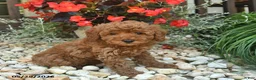 Toy Poodle dogs for sale: Jet  - Ad 3