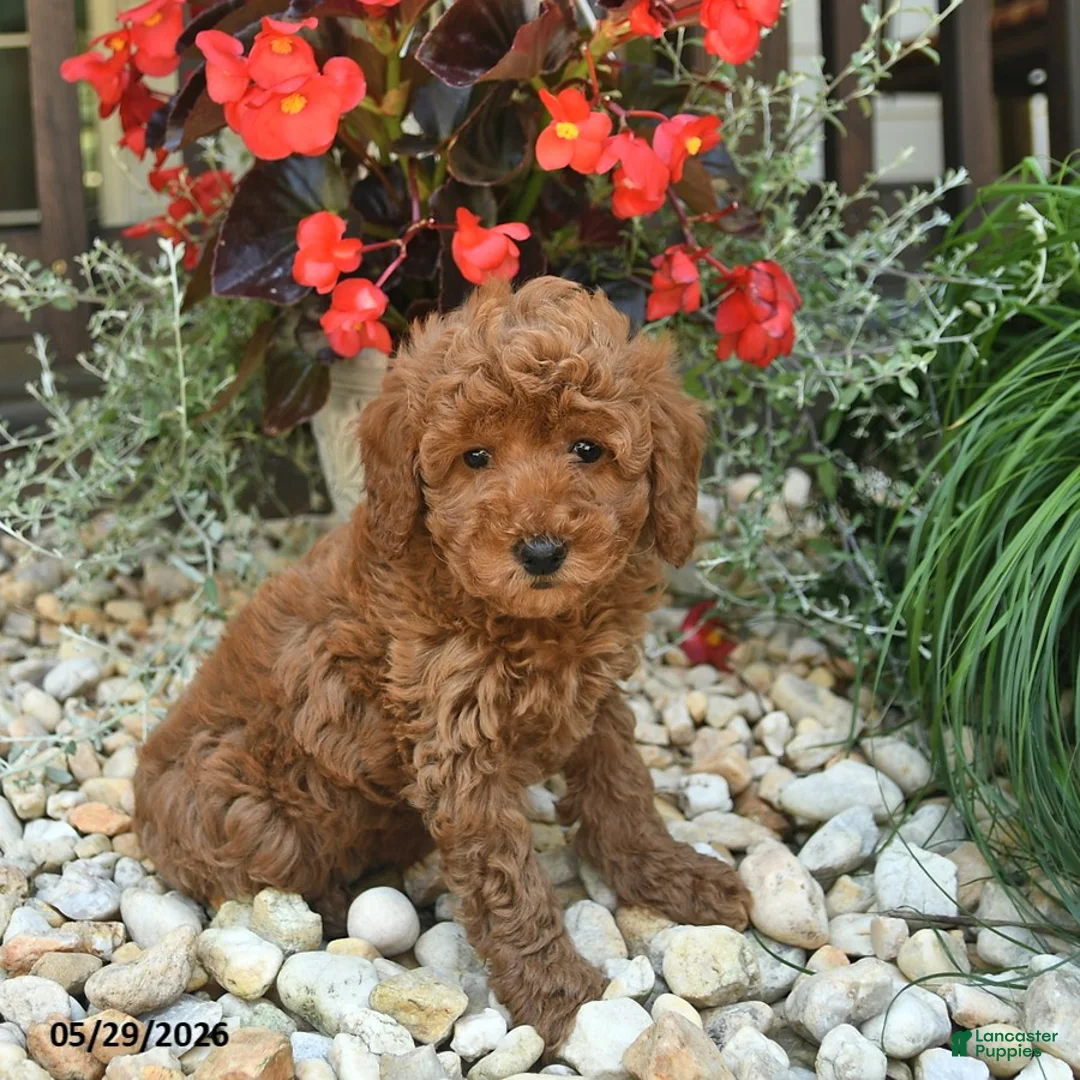 Toy Poodle dogs for sale: Jet  - Ad 3