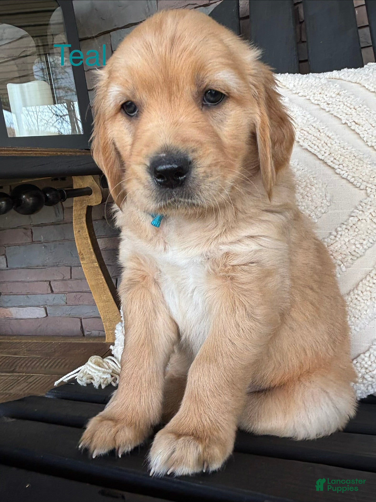 Golden Retriever dogs Golden Retriever Puppy 4 "TEAL" - Ad 27