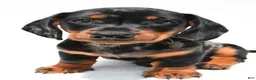 Miniature Dachshund dogs for sale: Teddy - Ad 4