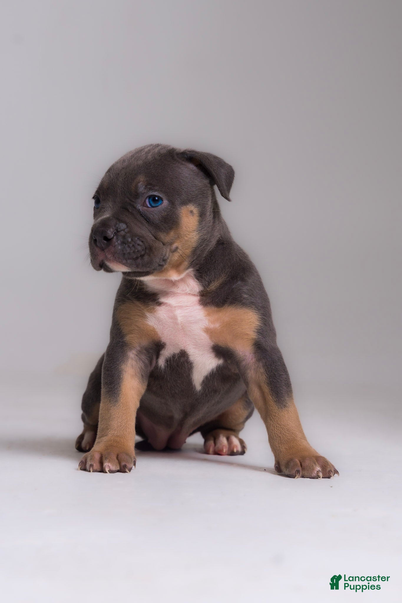 American Bully dogs Bhad Baby - Ad 14