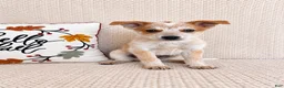 Australian Cattle Dog dogs for sale: Huxley - Ad 4