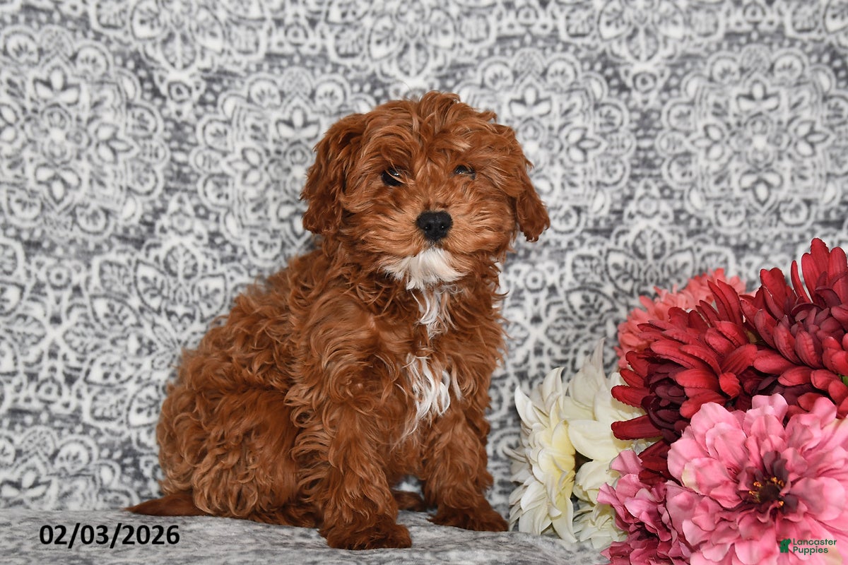 Cavapoo dogs Chester - Ad 22