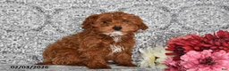 Cavapoo dogs for sale: Chester - Ad 1