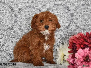 Cavapoo dogs Chester - Ad 22