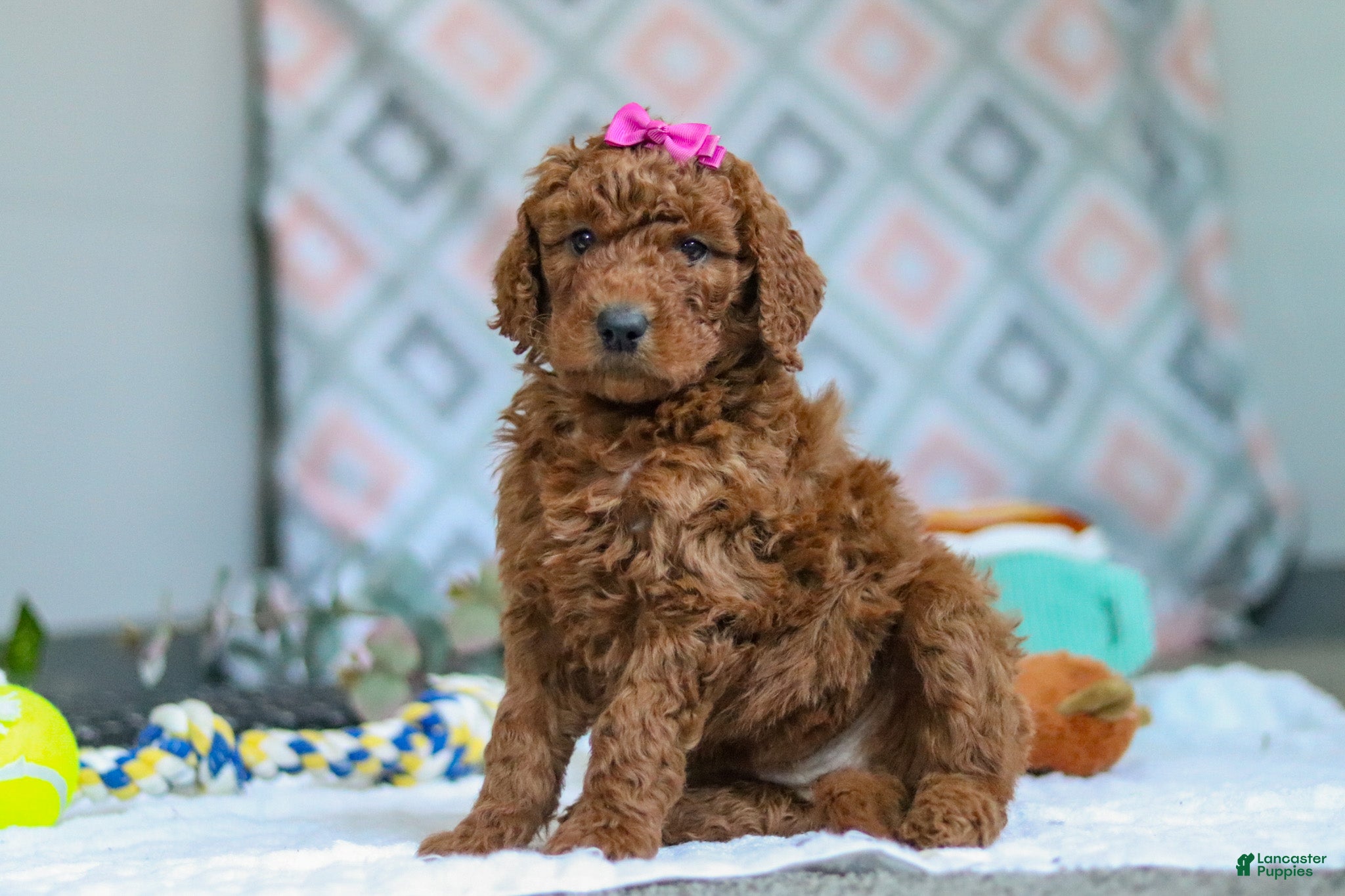 Goldendoodle dogs Willow - Ad 1