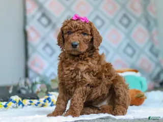 Goldendoodle dogs for sale: Willow - Ad 4