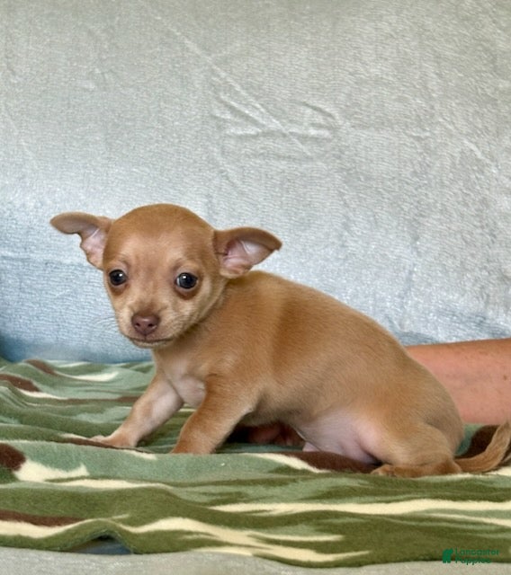 Chihuahua dogs Rocky - Ad 1
