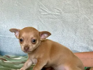 Chihuahua dogs for sale: Rocky - Ad 3