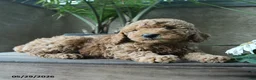 Miniature Poodle dogs for sale: Vanilla - Ad 3