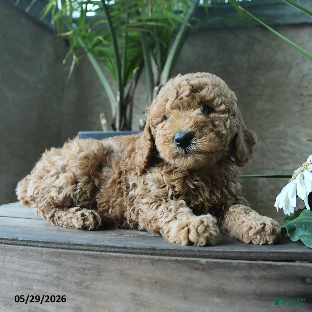 Miniature Poodle dogs for sale: Vanilla - Ad 3