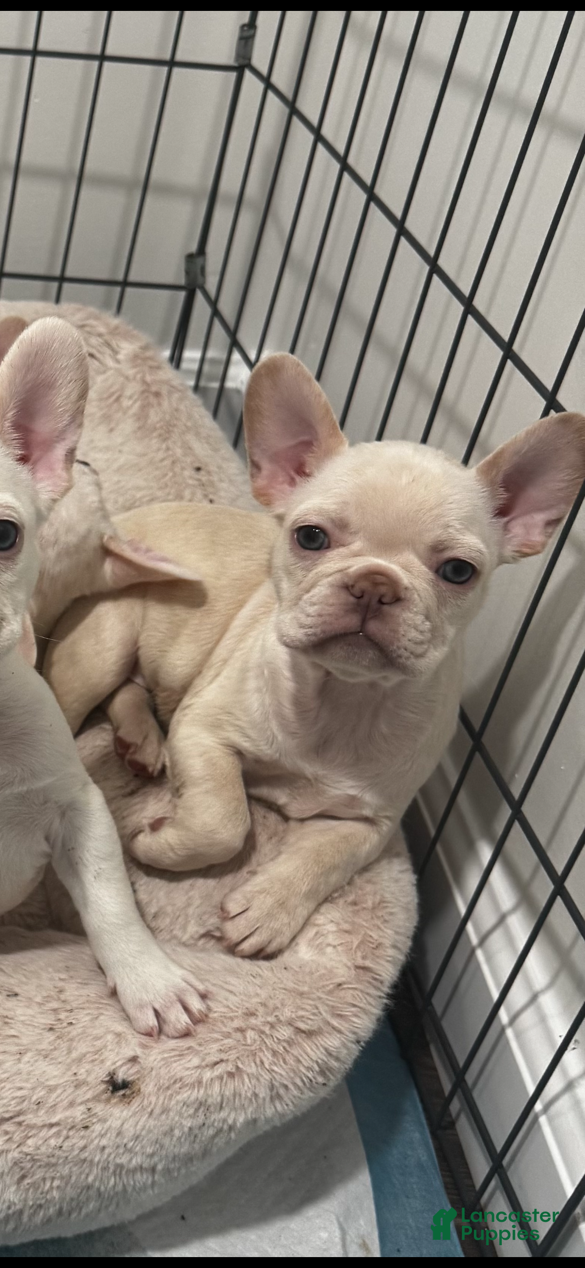 French Bulldog dogs French Bulldog Puppy 3 - Ad 29