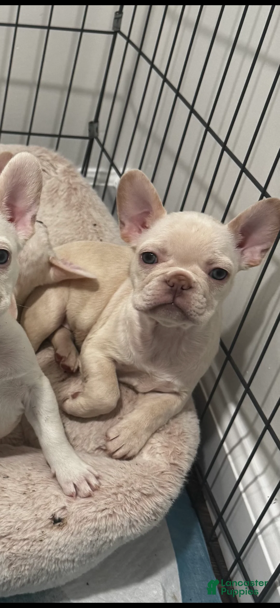 French Bulldog dogs for sale: French Bulldog Puppy 3 - Ad 1
