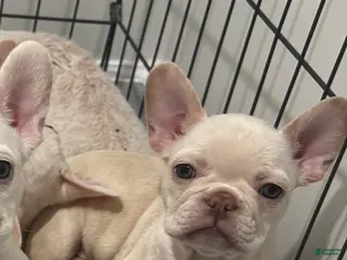 French Bulldog dogs French Bulldog Puppy 3 - Ad 29