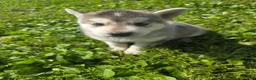 Gerberian Shepsky dogs for sale: Gerberian Shepsky 1 - Ad 1