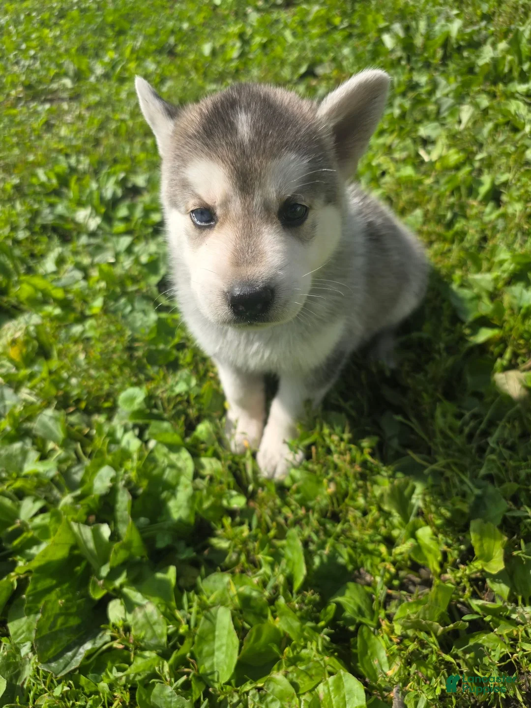 Gerberian Shepsky dogs for sale: Gerberian Shepsky 1 - Ad 1