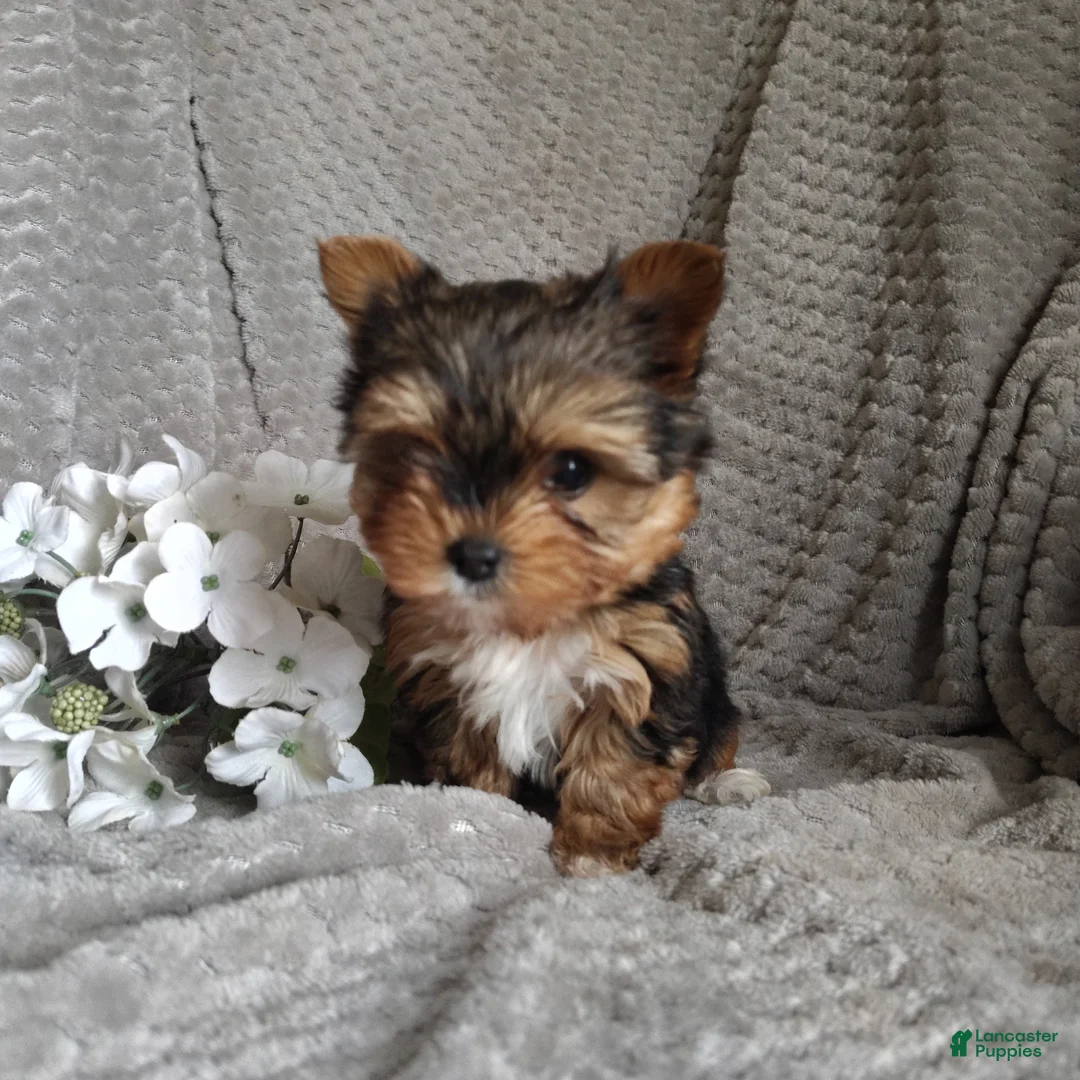 Yorkshire Terrier dogs for sale: Baby doll - Ad 2