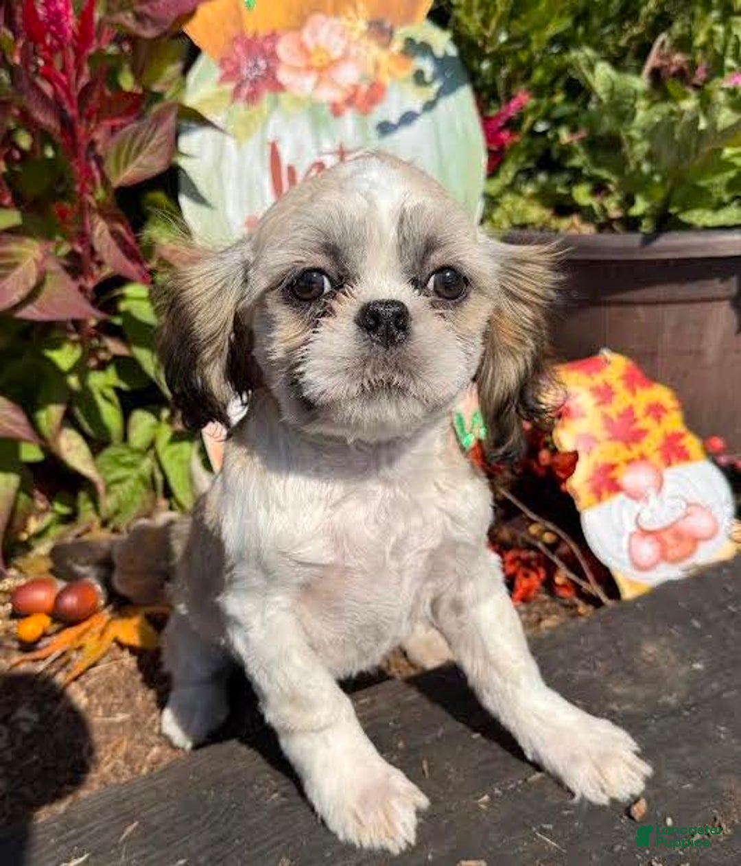 Shih Tzu dogs for sale: Ralph - Ad 1