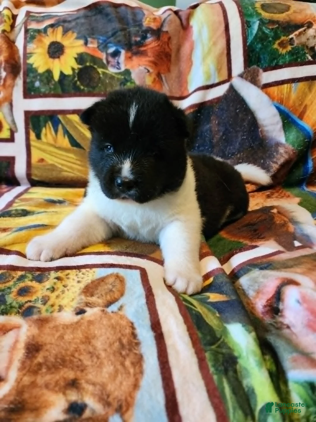 Akita dogs for sale: AKC Akita Puppy, Dolly - Ad 1