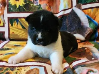 Akita dogs AKC Akita Puppy, Dolly - Ad 11