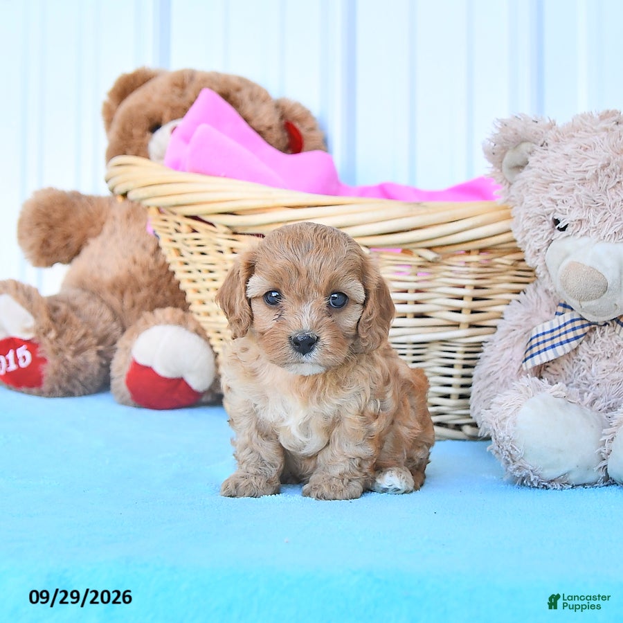 Cavapoo dogs Bella Mia - Ad 1