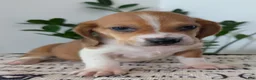 Mixed Breed dogs for sale: Copper  - Ad 3