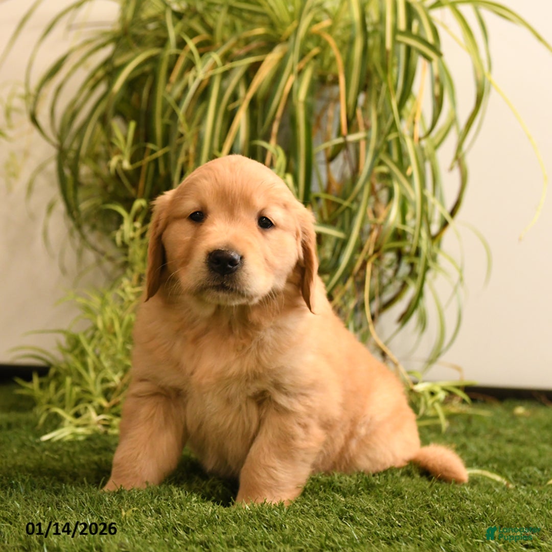 Golden Retriever dogs for sale: Marty - Ad 2