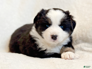 Miniature Australian Shepherd dogs Bailey - Ad 8