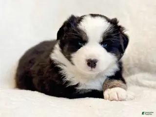 Miniature Australian Shepherd dogs Bailey - Ad 1