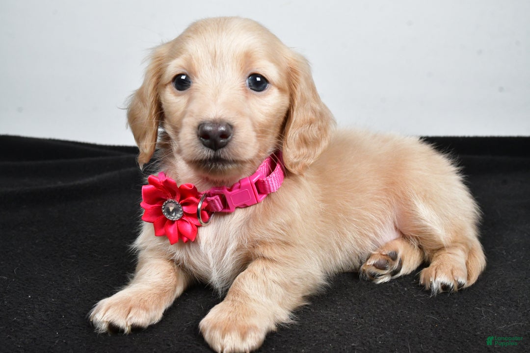 Miniature Dachshund dogs for sale: Allie - Ad 2