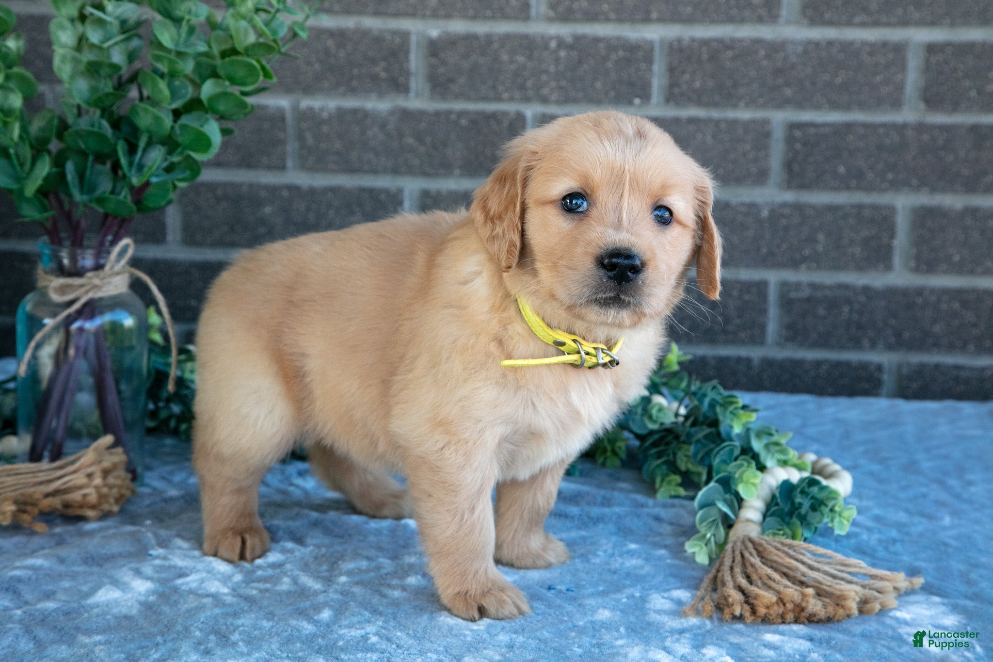 Golden Retriever dogs Prue - Ad 2