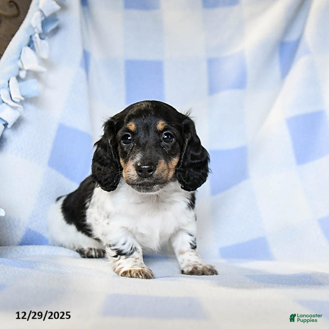 Miniature Dachshund dogs for sale: Archie - Ad 3