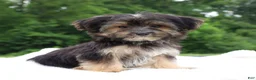 Morkie dogs for sale: Charm - Ad 4